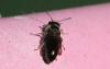 Chelostoma rapunculi